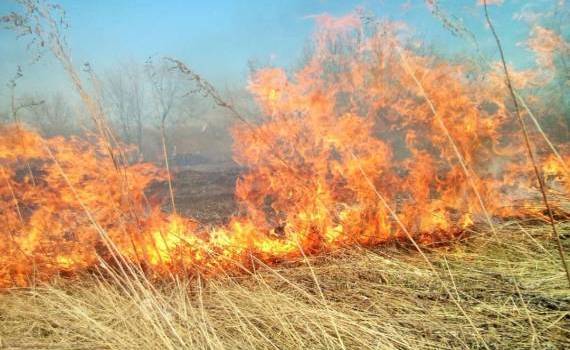 arderea vegetației uscate - agroexpert.md