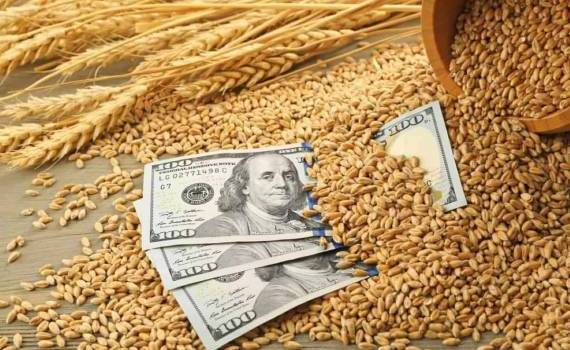 Последний тендер египетской GACS повысила цену российской пшеницы на 20$ - agroexpert.md