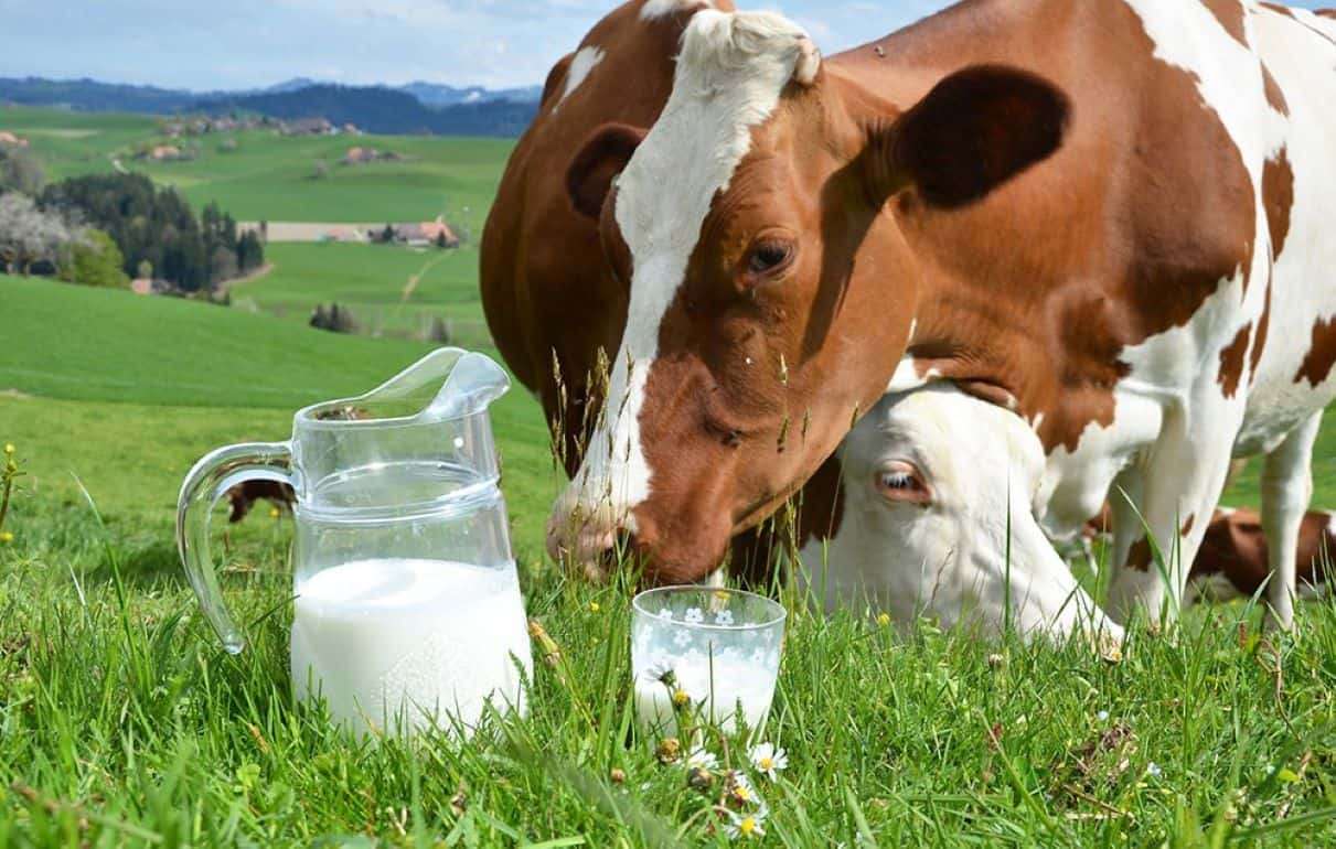 Сезон больших удоев сдерживает рост цен на молоко в Европе - agroexpert.md  