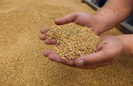 Мировые цены на пшеницу растут из-за заморозков в России - agroexpert.md