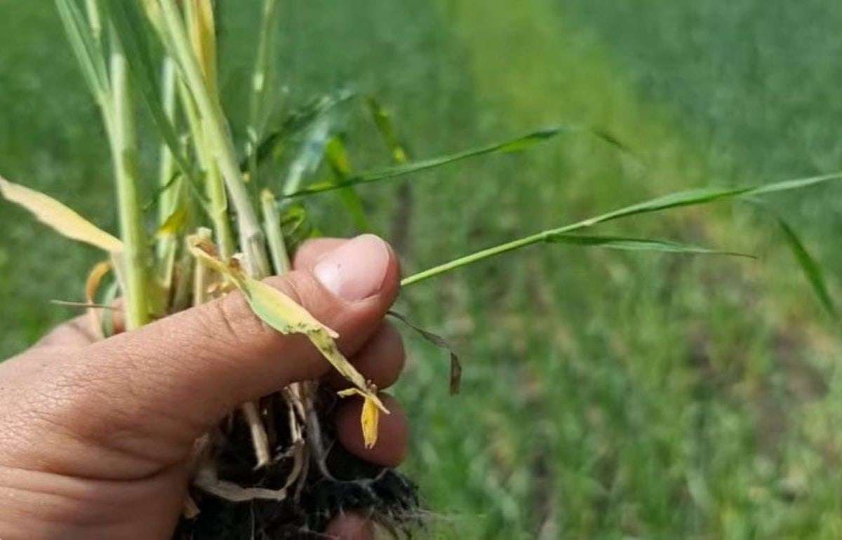 В Украине прогнозируют большой недобор урожая пшеницы - agroexpert.md