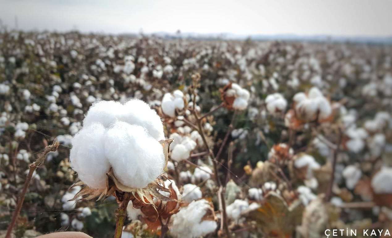 В Одесской области засеяли первые экспериментальные поля хлопчатника - agroexpert.md