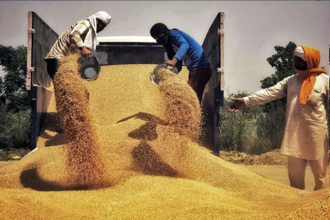 Египет в сезоне 2024/25 станет крупнейшим импортером пшеницы в мире - agroexpert.md