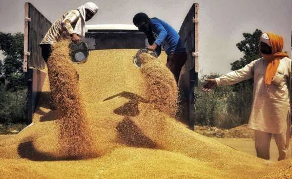 Египет в сезоне 2024/25 станет крупнейшим импортером пшеницы в мире - agroexpert.md