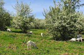 Мужчина из Калараша оштрафован за выпас коз в запрещенном месте - agroexpert.md