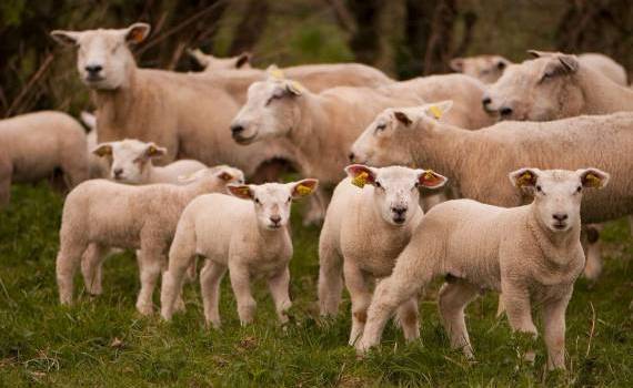 Granturi AGGRI crescători de ovine și caprine - agroexpert.md