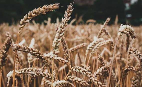 В ЕС повысили прогноз урожая мягкой пшеницы более чем на 1 млн тонн - agroexpert.md