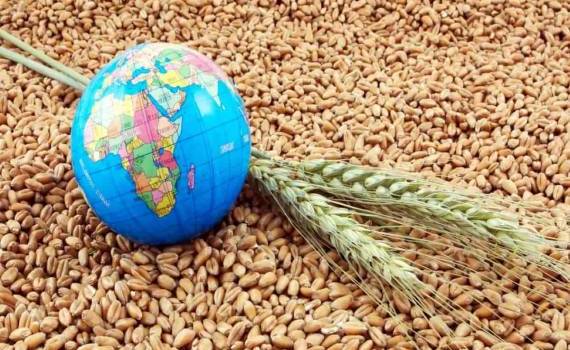 Виды на мировой урожай пшеницы в 2024 году - agroexpert.md