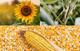 Обзор мировых рынков подсолнечника, кукурузы и сои за неделю от RUSEED - agroexpert.md