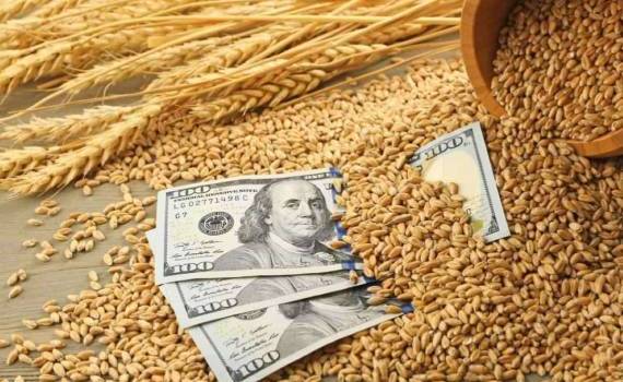 Предложение пшеницы нового урожая препятствует росту цен agroexpert.md