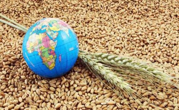Обзор мирового рынка зерна: Пшеница - agroexpert.md