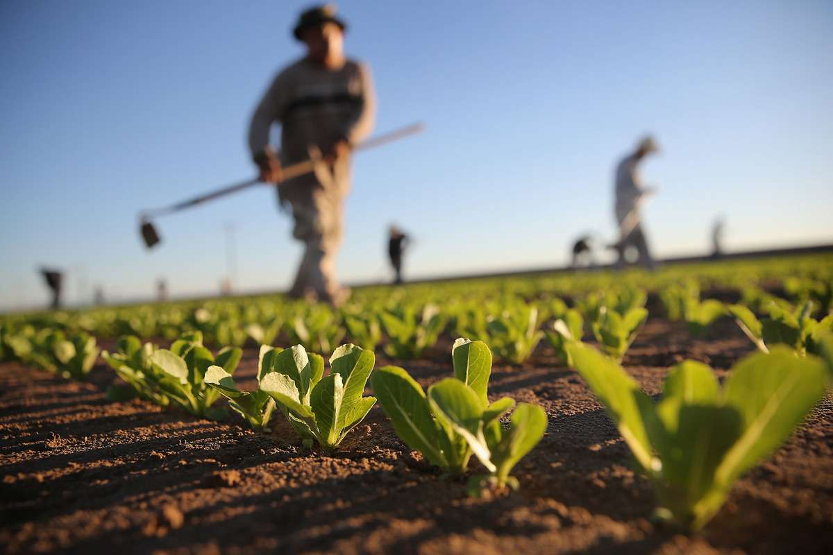 Un nou Program pentru producătorii micro și mici - agroexpert.md