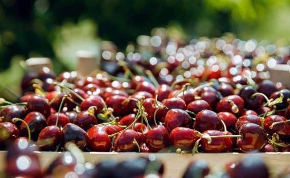Încă 5 ani de export fără taxe la produsele agricole moldovenești pe piața britanică - agroexpert.md