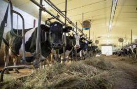 Грант AGGRI на развитие молочного животноводства РМ: первые выводы