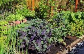 Există o serie de legume, chiar și fructe, care preferă o expunere mai mică la soare - agroexpert.md