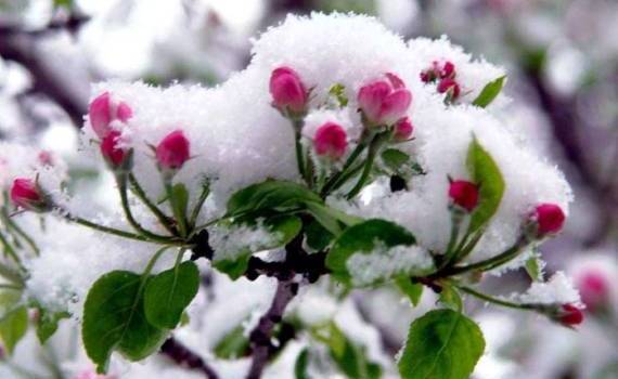 Весенние заморозки в РФ привели к значительной потери урожая яблок - agroexpert.md