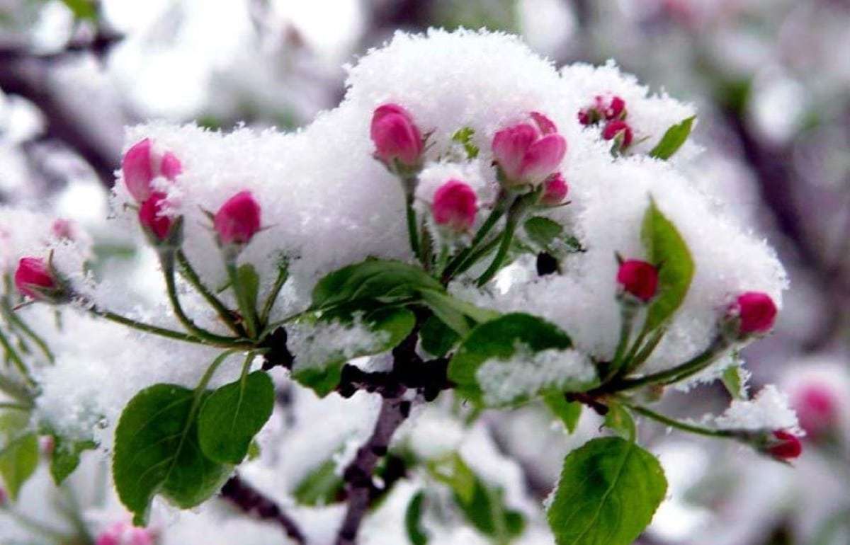 Весенние заморозки в РФ привели к значительной потери урожая яблок - agroexpert.md