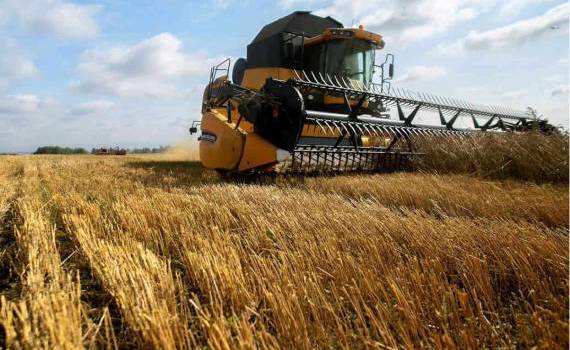 В США резко сократилось число фермеров, выращивающих пшеницу - agroexpert.md