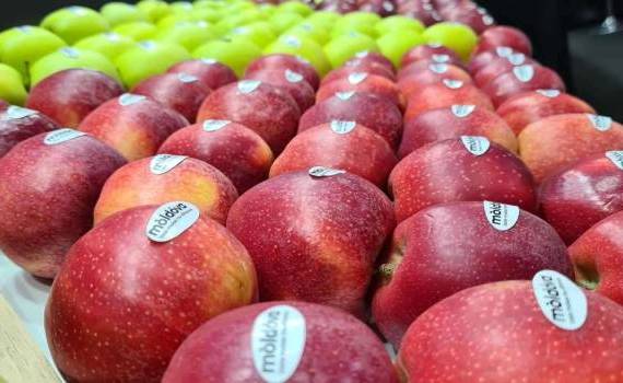 La ce preț s-au exportat merele în 2023 - agroexpert.md