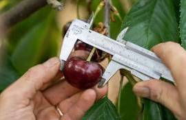 Устоит ли итальянский рекорд по размерам крупной черешни в новом сезоне? - agroexpert.md