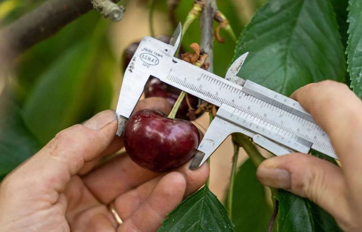 Устоит ли итальянский рекорд по размерам крупной черешни в новом сезоне? - agroexpert.md