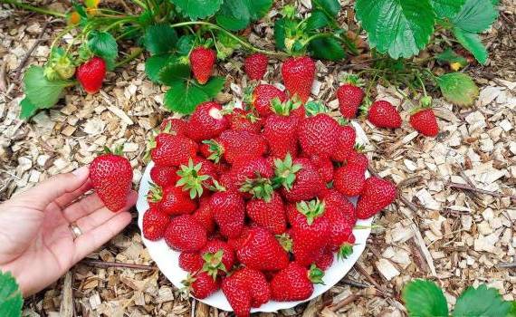 Recomandările expertului - Cum poți avea căpșuni din Mai până în Noiembrie - agroexpert.md