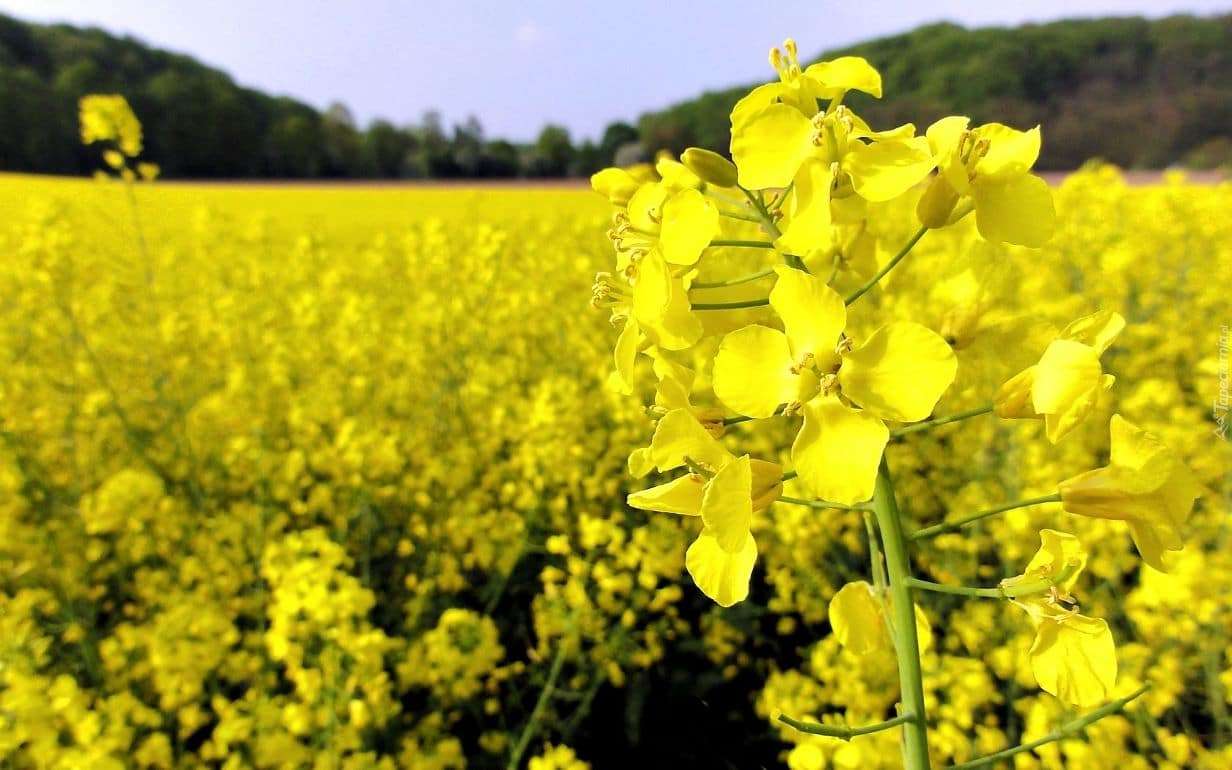 Исследования ученых по повышения урожайности ярового рапса - agroexpert.md