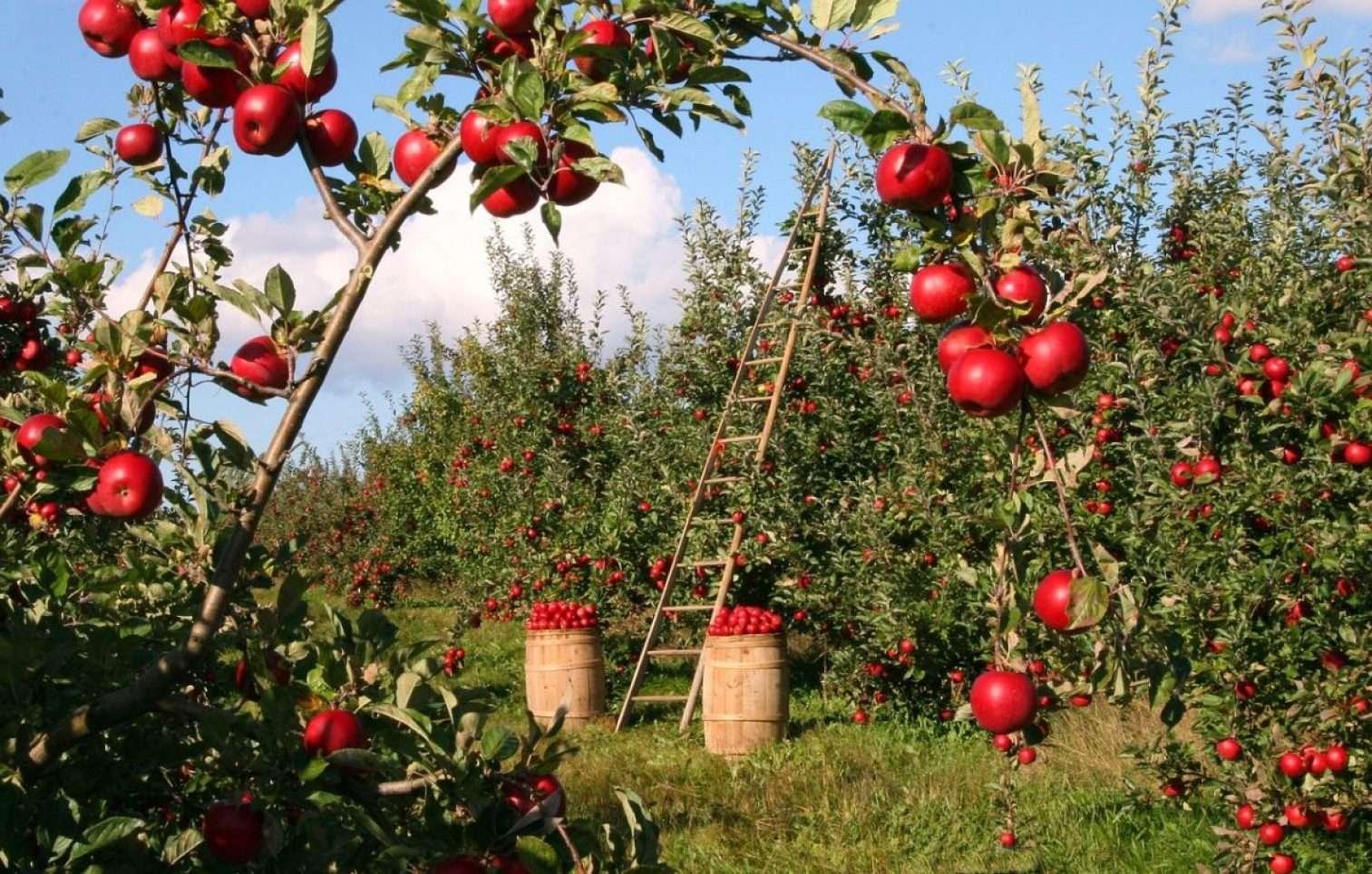 Cea mai simplă schemă ecologică de tratament pentru pomii fructiferi - agroexpert.md