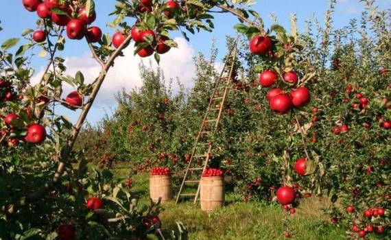 Cea mai simplă schemă ecologică de tratament pentru pomii fructiferi - agroexpert.md