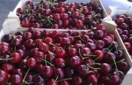 Майские заморозки в РФ существенно не повлияли на урожай черешни - agroexpert.md