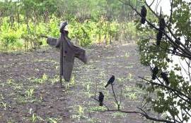 Ciorile distrug plantațiile agricole la Glodeni - agroexpert.md