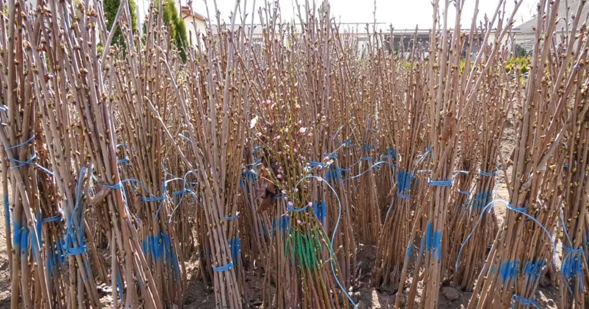 Vom putea exporta material săditor pentru speciile din genul Prunus în UE - agroexpert.md