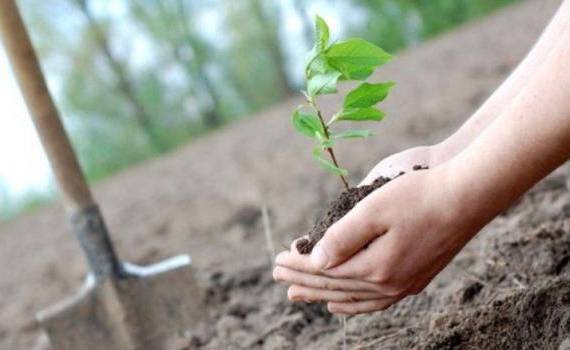 Ministerul Mediului a prezentat rezultatele Campaniei de împădurire - agroexpert.md