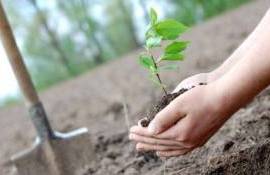 Ministerul Mediului a prezentat rezultatele Campaniei de împădurire - agroexpert.md