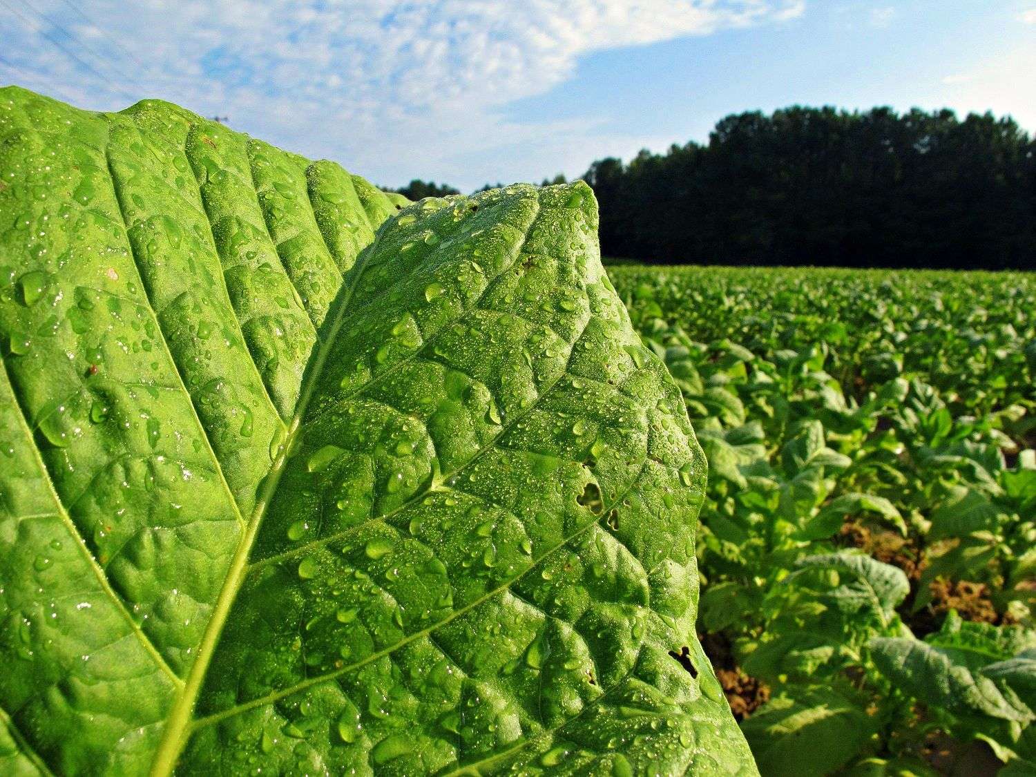 Ziua Mondială fără Tutun - agroexpert.md