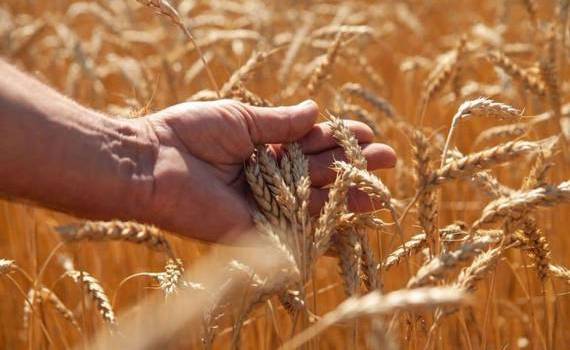 Обновление правил беспошлинной торговли агропродукцией Украины с ЕС - agroexpert.md
