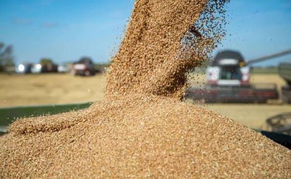 Россия может экспортировать рекордные 68-70 млн т зерна в сезоне 2023/24 - agroexpert.md