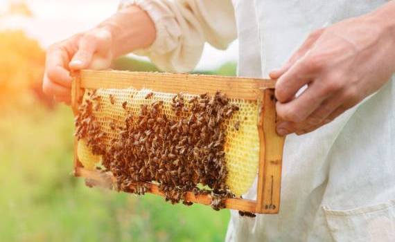 Apicultura ecologică - oportunitate pentru apicultorii moldoveni - agroexpert.md