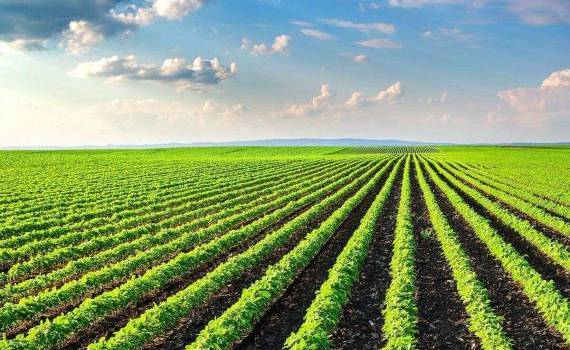 suprafața agricolă cultivată cu produse ecologice - agroexpert.md