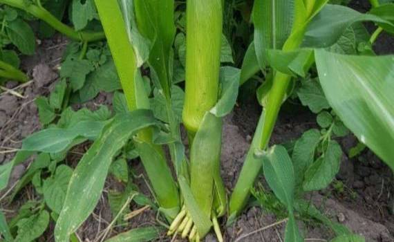 Причины кущения кукурузы – мнение эксперта - agroexpert.md