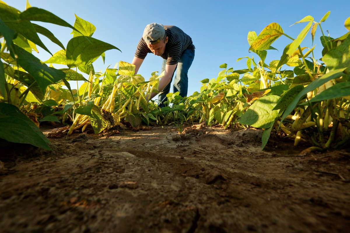 Munca nedeclarată agricultura - agroexpert.md