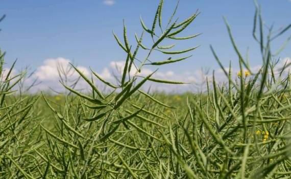 В Великобритании собрали урожай рапса 6,9 т/га - секреты высокого урожая - agroexpert.md