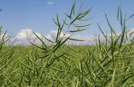 В Великобритании собрали урожай рапса 6,9 т/га - секреты высокого урожая - agroexpert.md