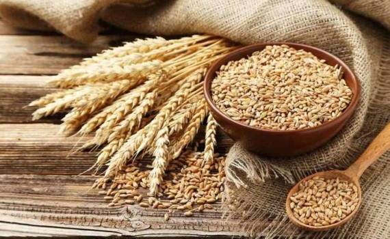 Турция ввела временный запрет на импорт пшеницы до середины октября - agroexpert.md