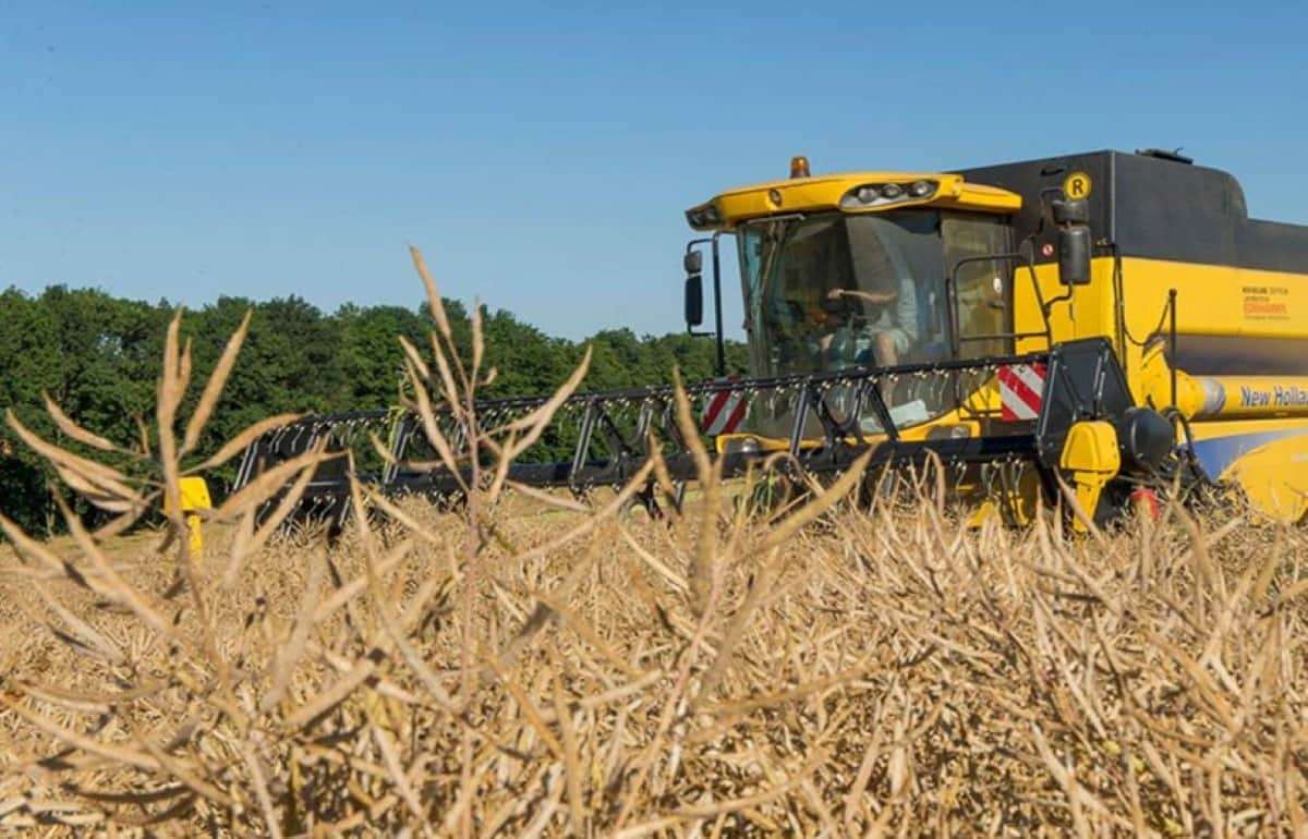 Паровой предшественник дает рапсу минимум 1 т/га прибавки урожайности - agroexpert.md