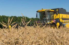Паровой предшественник дает рапсу минимум 1 т/га прибавки урожайности - agroexpert.md