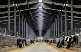 В США из-за «бычьего гриппа» погибли коровы в пяти штатах - agroexpert.md