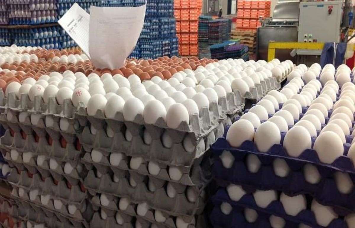 Россия отказалась от продления льгот на импорт яиц - agroexpert.md