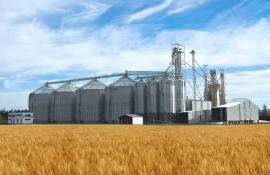 Первый глобальный прогноз по зерновым сезона 2024/25 от ФАО - agroexpert.md