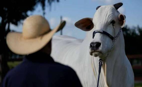 В Бразилии на аукционе продали корову-гиганта за более чем $4 млн - agroexpert.md